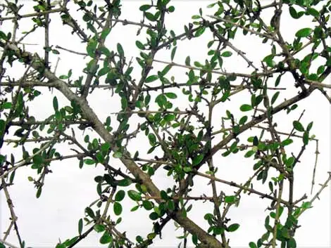 Divaricating growth form