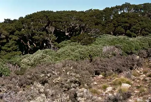 Mountain shrublands, Mt Stokes