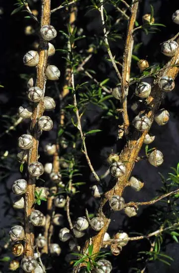 Mānuka seed capsules