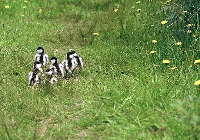 Paradise ducklings