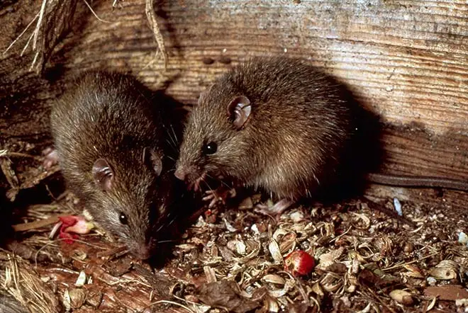 Kiore (Pacific rat)