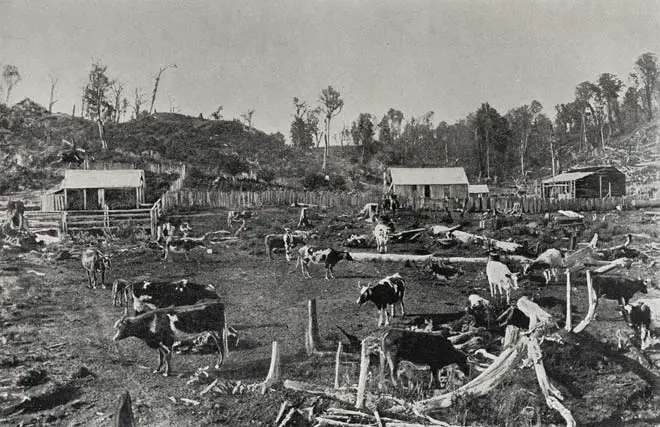 Cattle on a North Island bush farm
