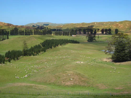 Māngārara station, Central Hawke’s Bay