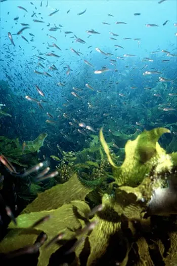 Seaweed habitats