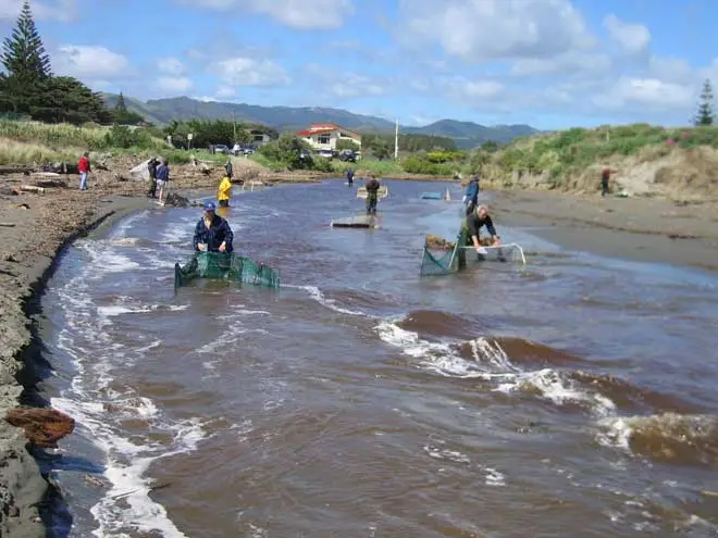 Whitebaiting, Waikanae