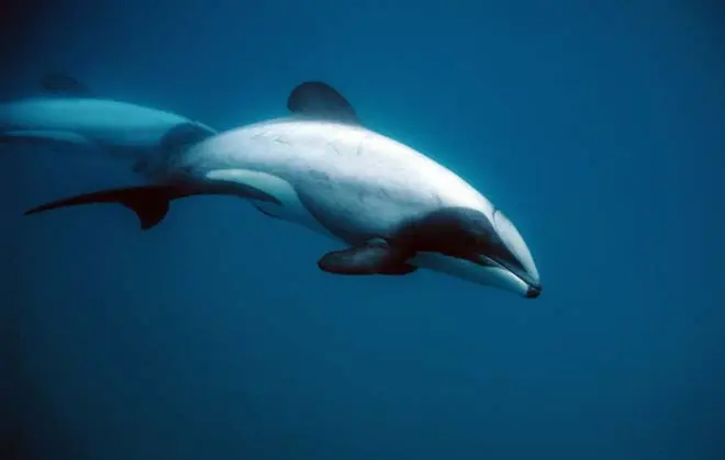 Hector’s dolphin