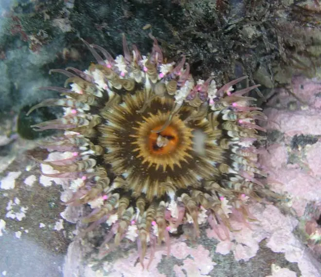 Camouflaged anemone