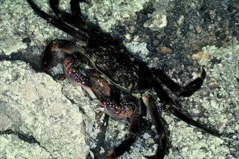 Purple shore crab