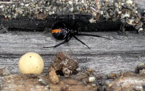 Katipō spider