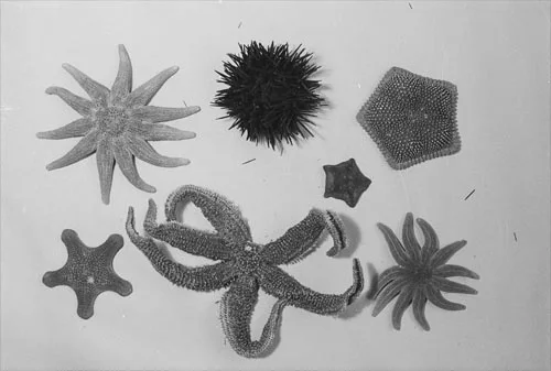 Dried starfish and sea urchin