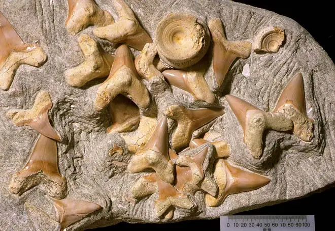 Fossilised shark teeth
