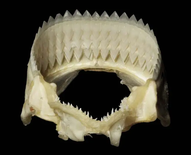 Jaws of a cookie-cutter shark