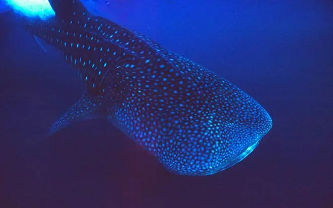 Whale shark