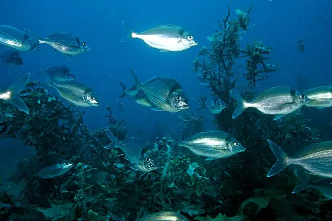 Marine reserves