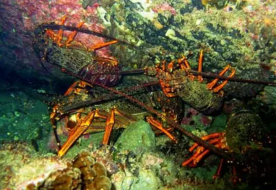 Crayfish