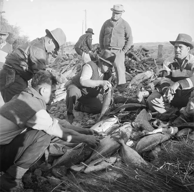 Preparing for a hāngī