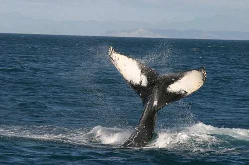 Humpback fluke