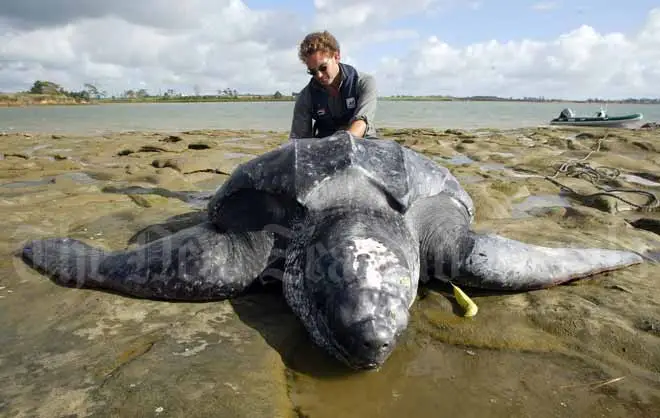 Leatherback turtle
