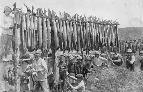 Drying sharks