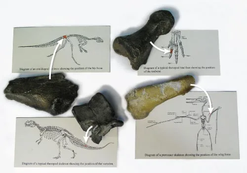 Dinosaur and pterosaur fossils