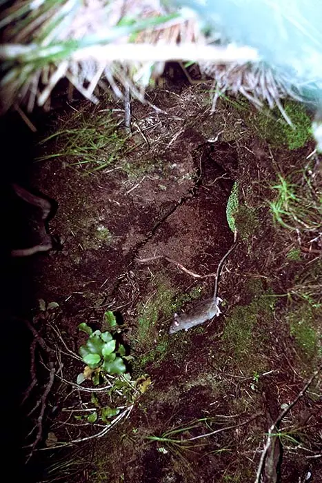 Kiore at kākāpō nest