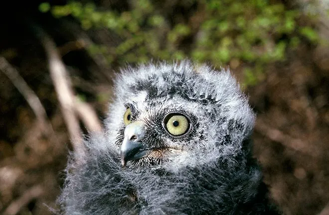 Morepork chick