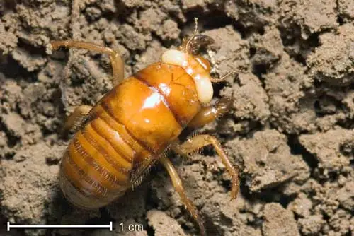 Cicada nymph