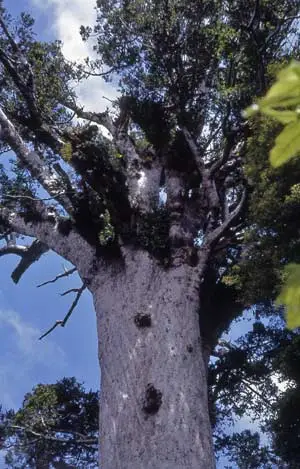 Tāne Mahuta – ‘Lord of the forest’