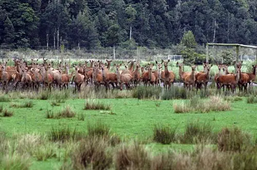 Deer farming