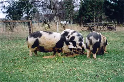 Kunekune pigs