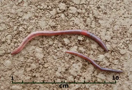 Lumbricus rubellus