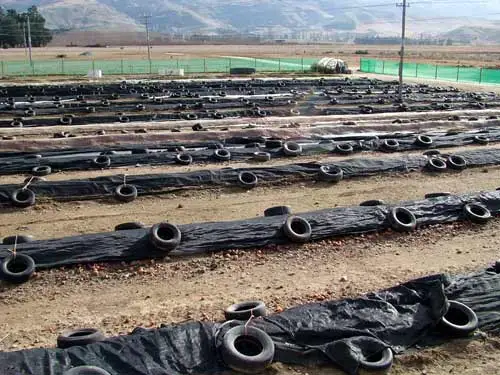 Ten-hectare worm farm