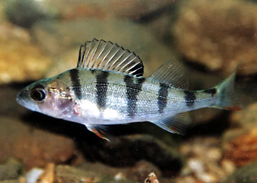 Perch