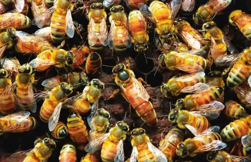 Queen surrounded by workers