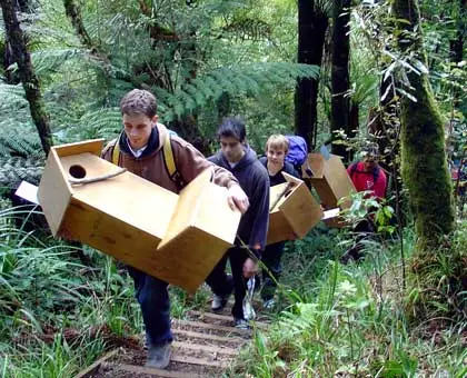 Kōkako recovery