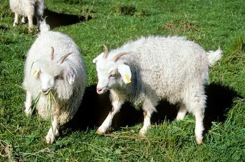 Angora goats