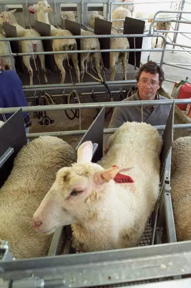 Milking East Friesian ewes