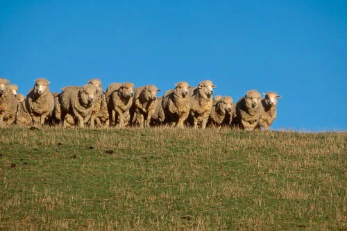 Halfbreds in the South Island foothills