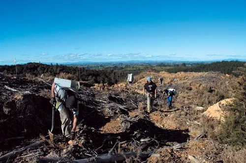 Planting pines