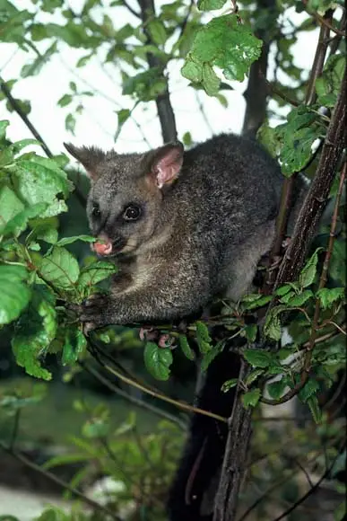 Brushtail possum