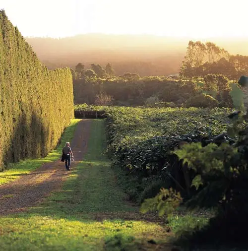 Kiwifruit orchard, Te Puke