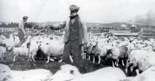 Scottish shepherd