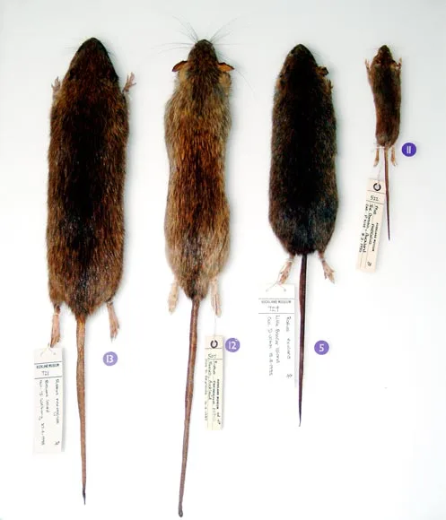 Kiore (Pacific rat)