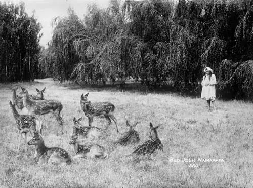 Red deer