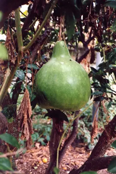 Hue – gourd