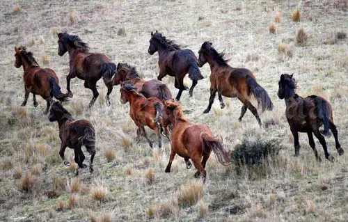 Kaimanawa horses