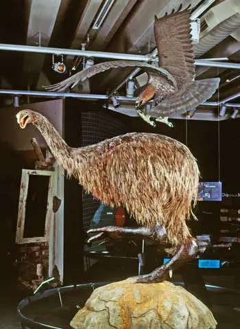 Haast’s eagle attacking a moa