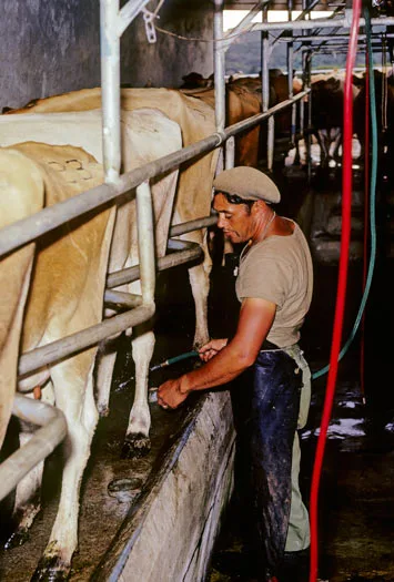 Herringbone milking shed