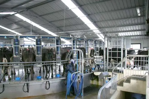 Rotary milking shed