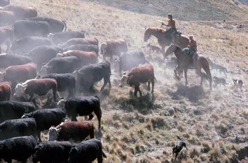 Mustering at Molesworth